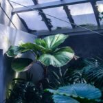 Snake plant with tall vertical leaves in a pot on a wooden table with soft light coming through a window