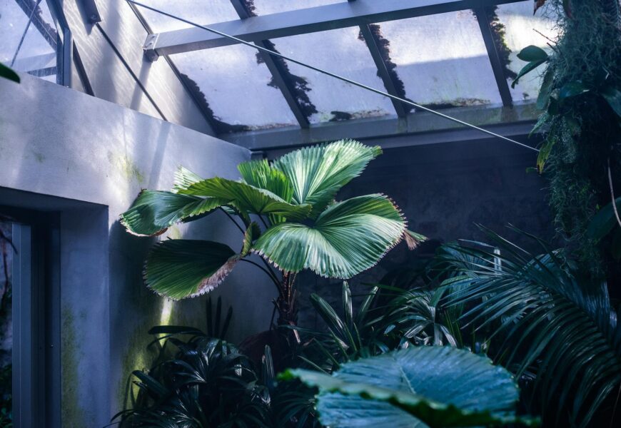 Snake plant with tall vertical leaves in a pot on a wooden table with soft light coming through a window