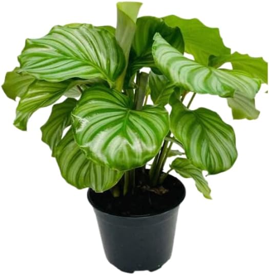 Calathea Orbifolia Live Plant