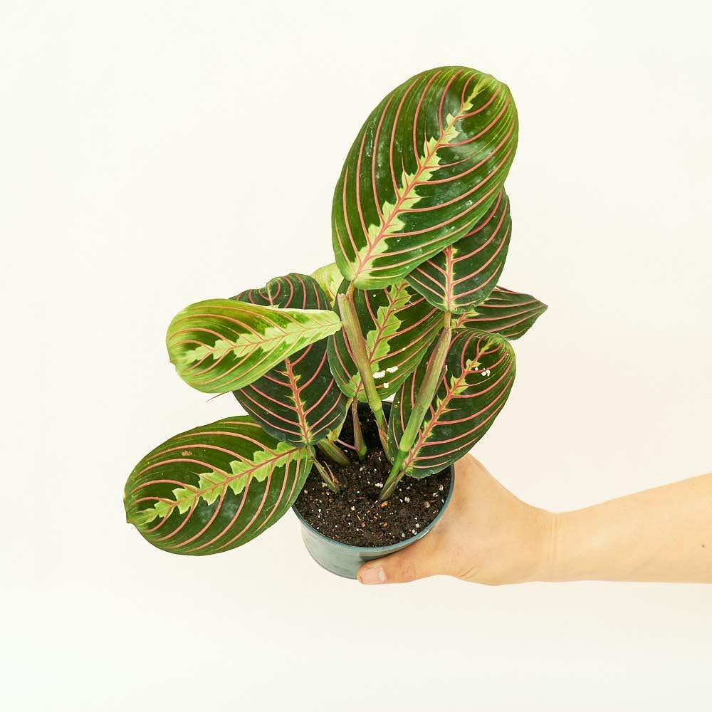 Rooted Red Prayer Plant - Maranta Leuconeura