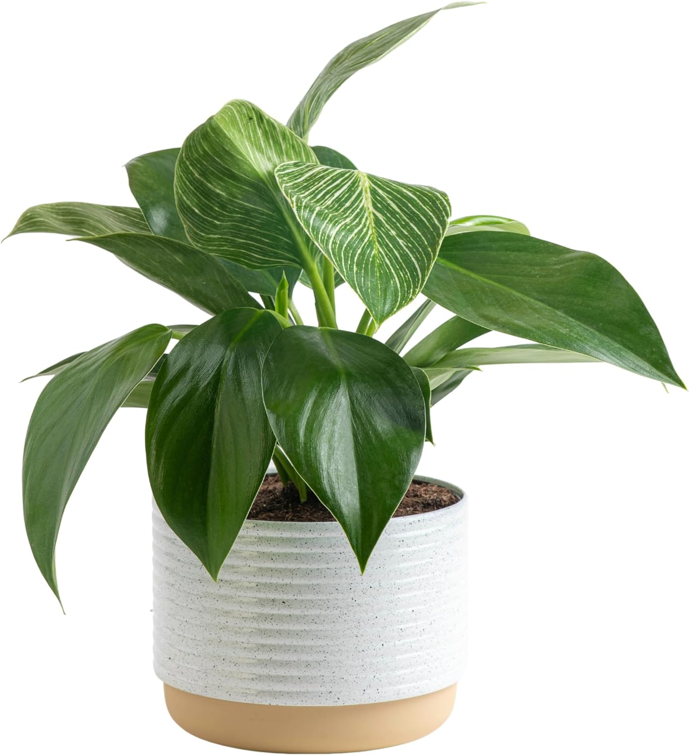 Live Indoor Philodendron Birkin Plant