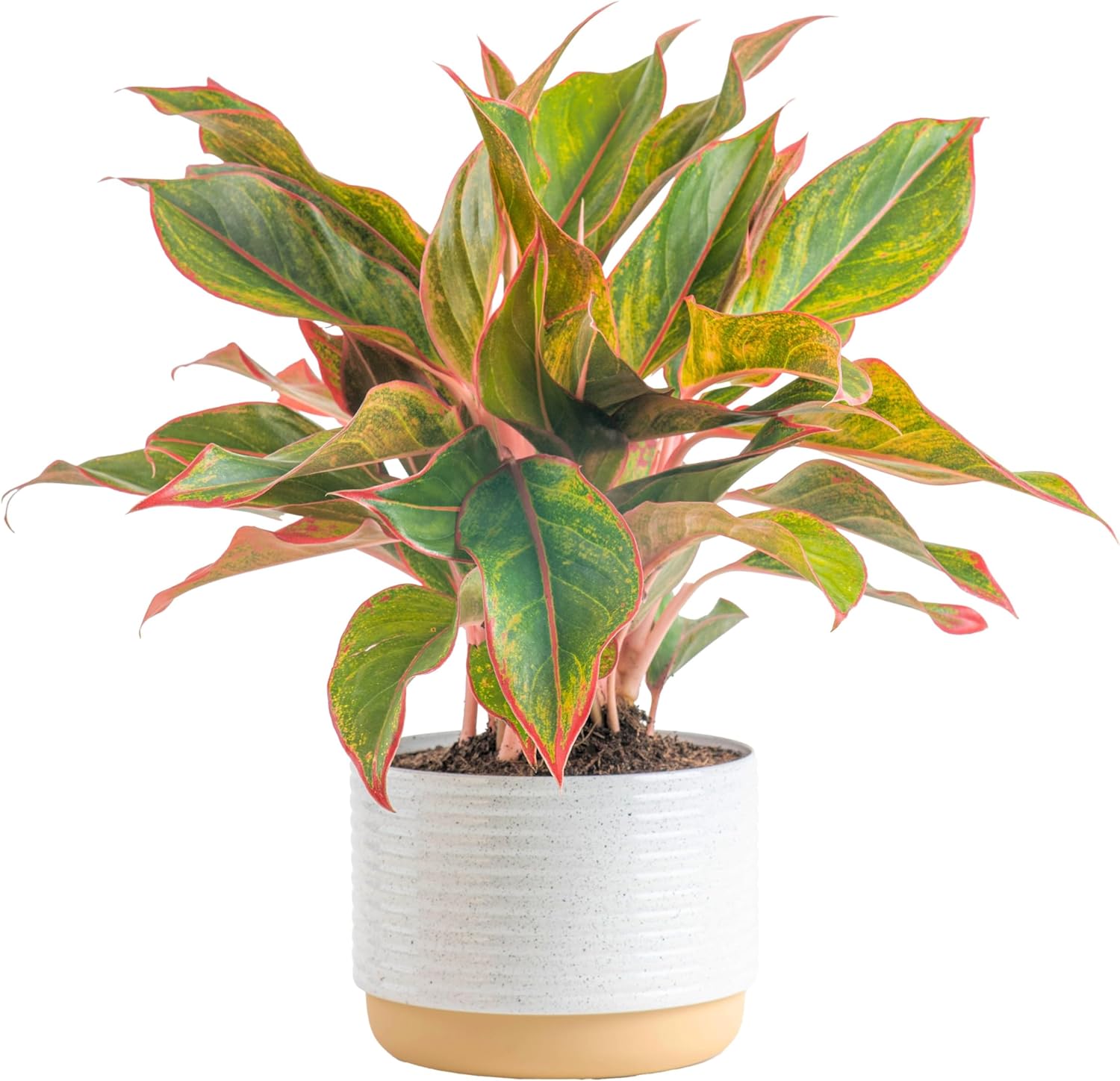 Red Aglaonema Plant