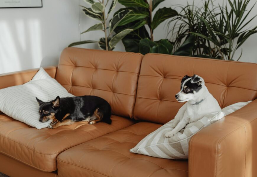 Two dogs sitting on a brown leather couch with a green houseplant on a side table in the background