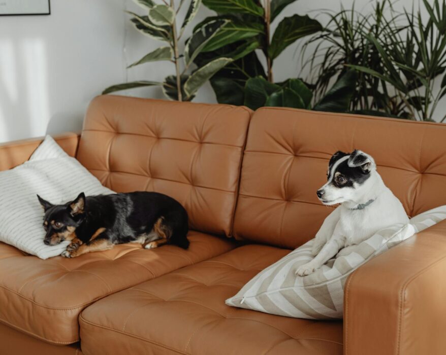 Two dogs sitting on a brown leather couch with a green houseplant on a side table in the background