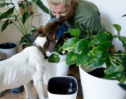 Dog sniffing a potted plant on the floor next to a couch