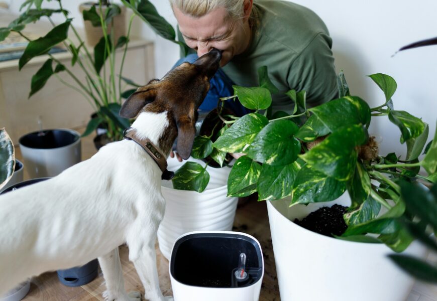 Dog sniffing a potted plant on the floor next to a couch
