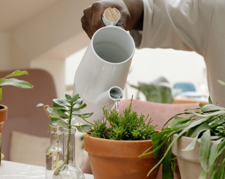 Person using a moisture meter to test the soil of a houseplant in a pot