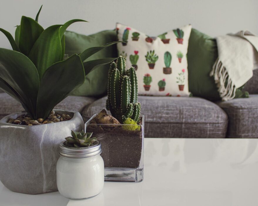 Monstera plant with large, split leaves on a plant stand in a modern living room