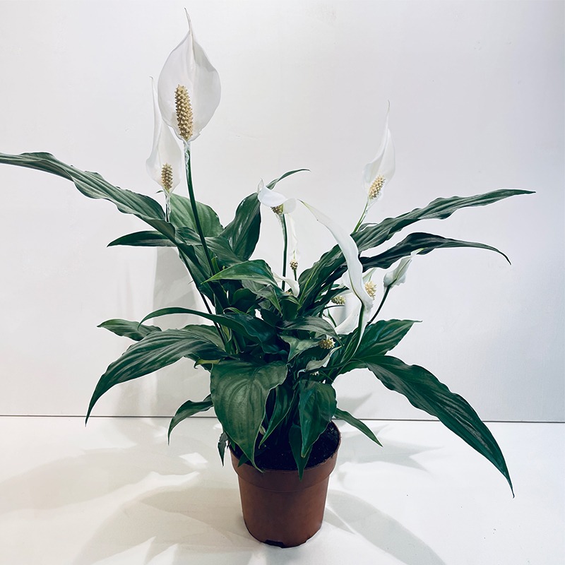 Potted Peace Lily houseplant with white flowers and dark green leaves sitting on a table