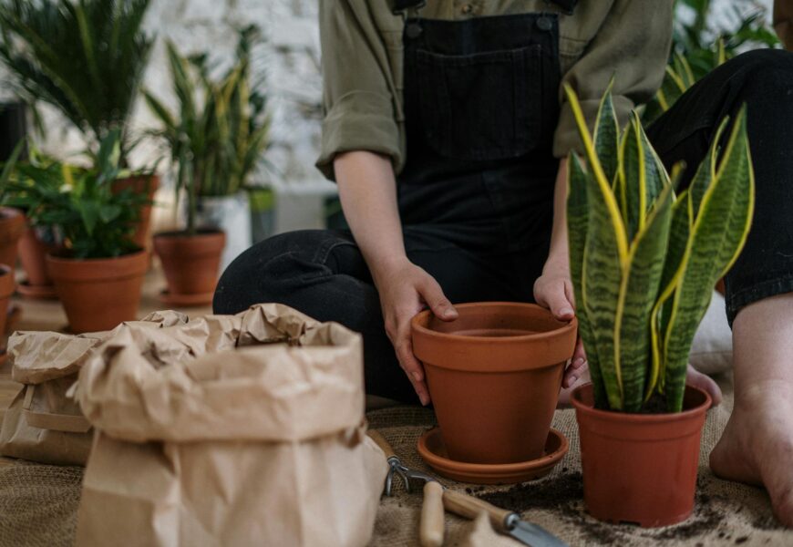 Person carefully repotting a houseplant with fresh soil in a new pot