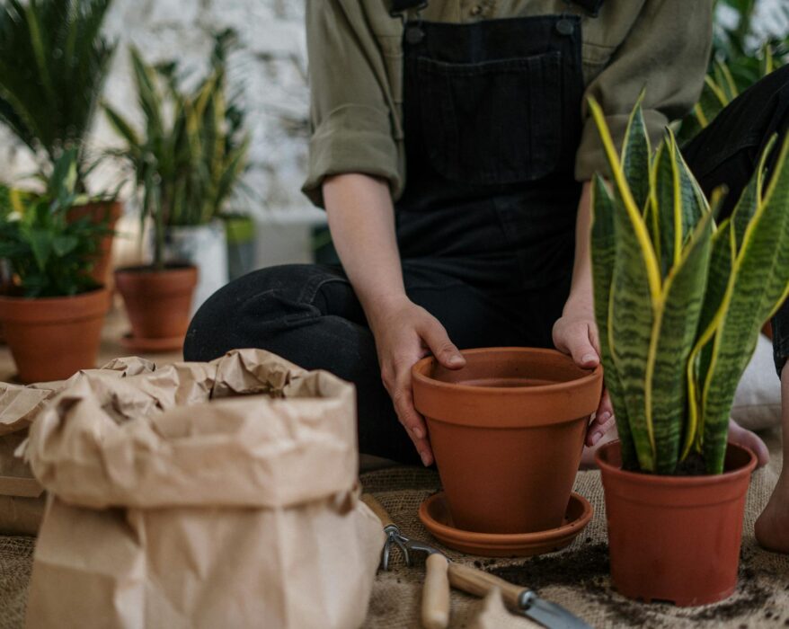 Person carefully repotting a houseplant with fresh soil in a new pot