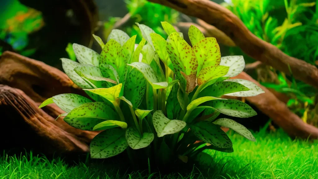 green Cryptocoryne Wendtii plant with reddish-brown speckles on its leaves