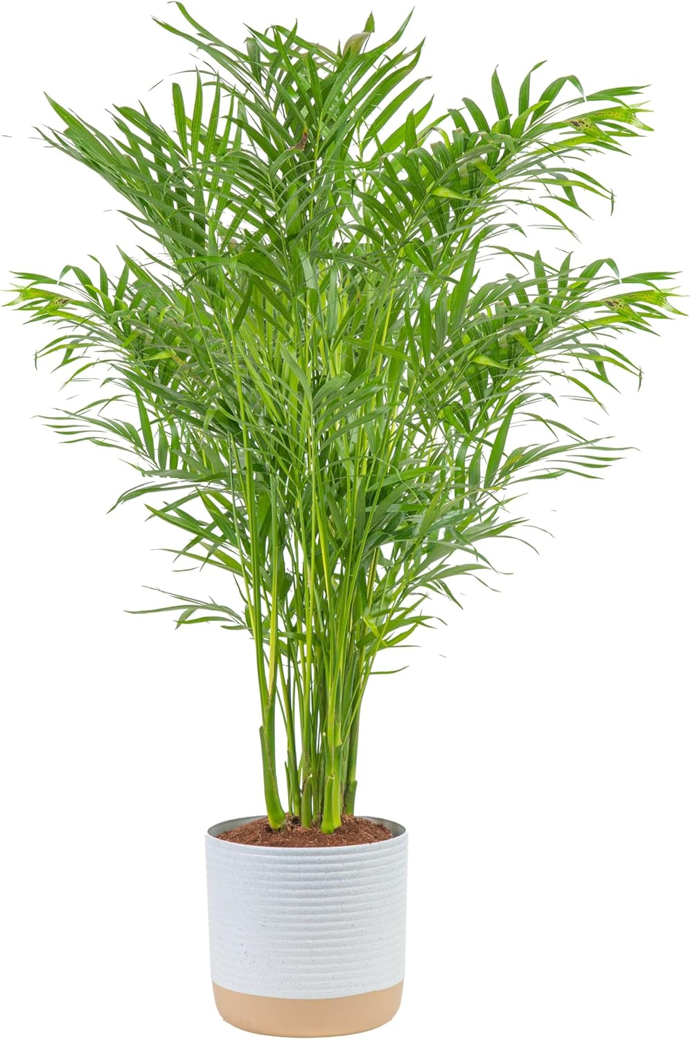 Cat Palm Live Indoor Houseplant