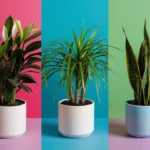 Three potted houseplants on a colorful background. From left to right: Snake Plant with upright green leaves, ZZ Plant with glossy dark green leaves, and Pothos with cascading green vines.