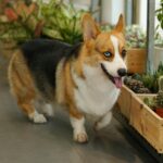 A dog next to potted snake plants with tall green leaves