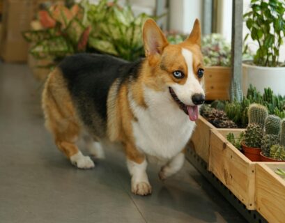 A dog next to potted snake plants with tall green leaves