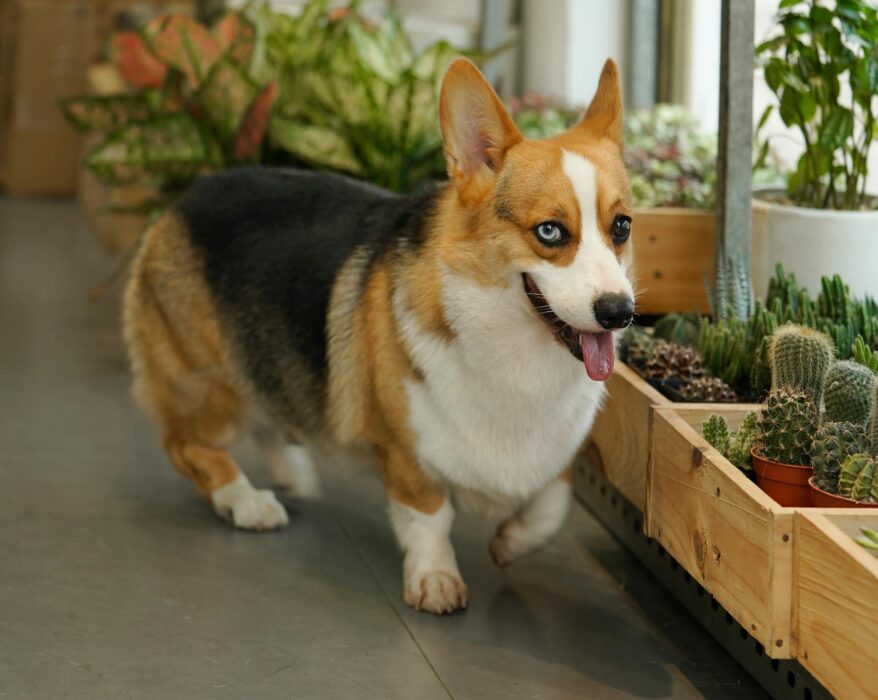 A dog next to potted snake plants with tall green leaves