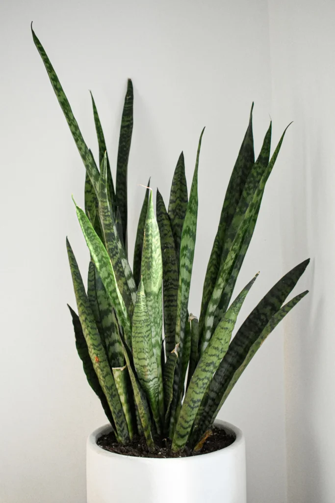 Snake plant in white bedroom background because it is considered as one of the best houseplants for bedroom