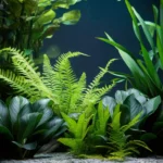 A freshwater aquarium with a variety of aquatic plants. The plants include ferns, Anubias, and other submerged species. Some plants are anchored to rocks or driftwood.