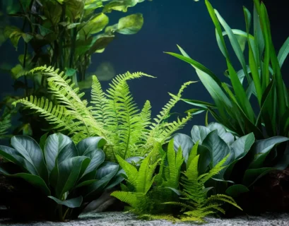 A freshwater aquarium with a variety of aquatic plants. The plants include ferns, Anubias, and other submerged species. Some plants are anchored to rocks or driftwood.