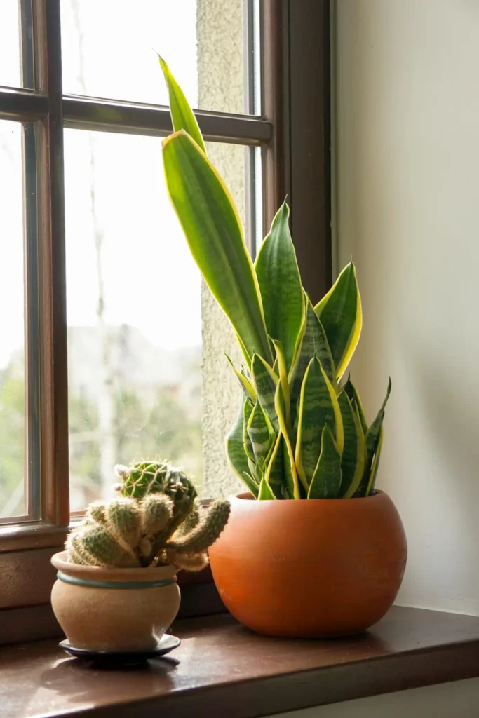 Snake Plant in a red pot