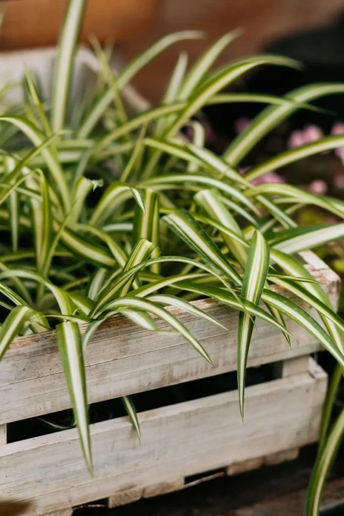 spider plant in a wooden board 