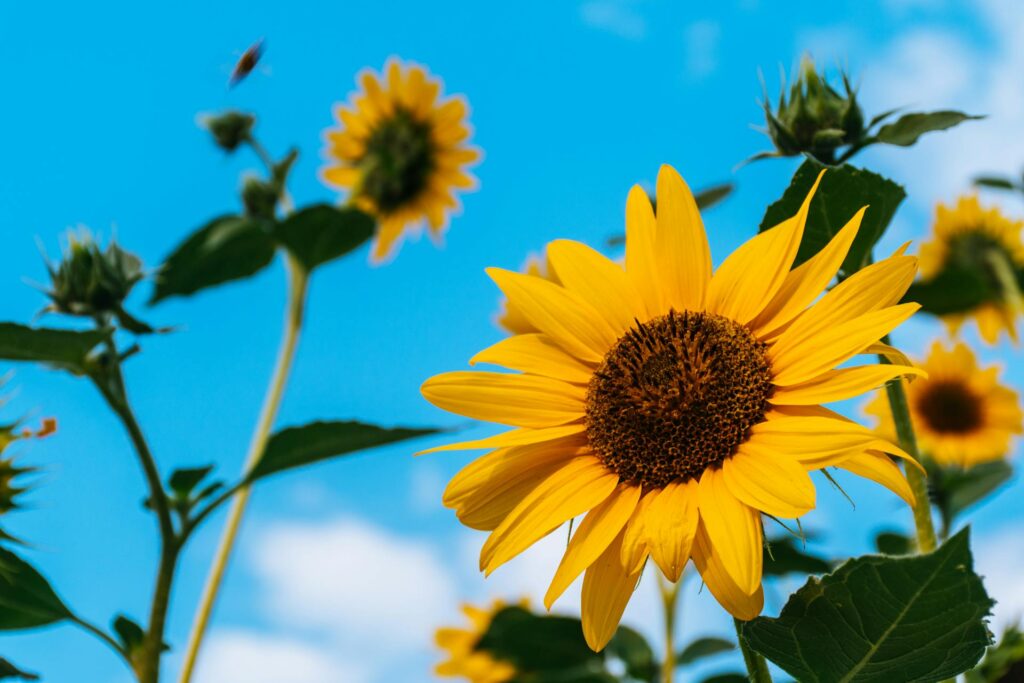 Sunflowers plants , the sheerful blooms that follow the sun's path