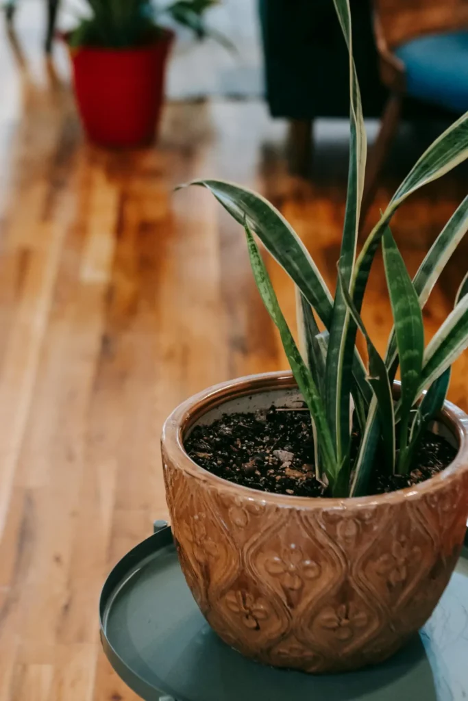 snake plant in decorated pot in the centre of the room