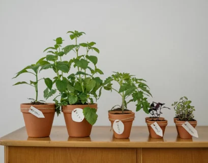 A row of potted plants sitting on top of a wooden table. The pots contain herbs like basil, mint, oregano, and thyme.