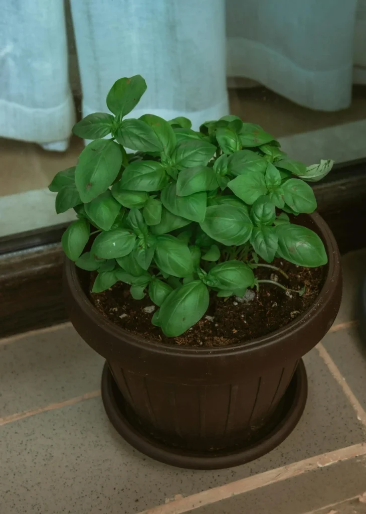 Basil plant. Ocimum basilicum