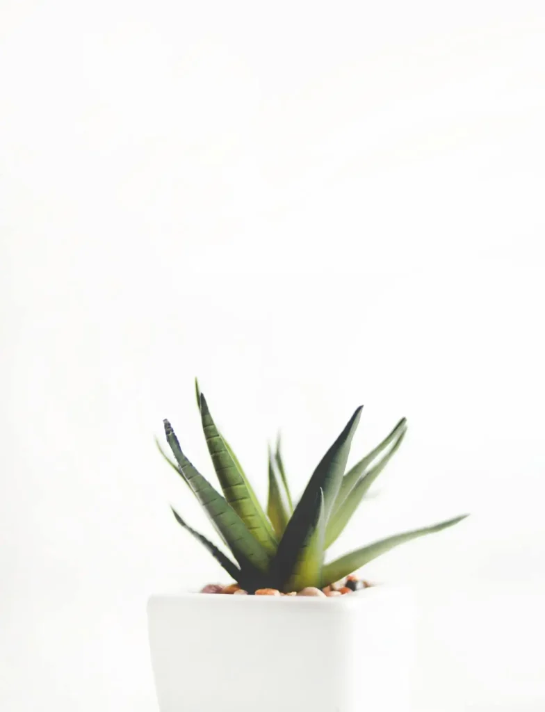6. Aloe Vera in a white pot