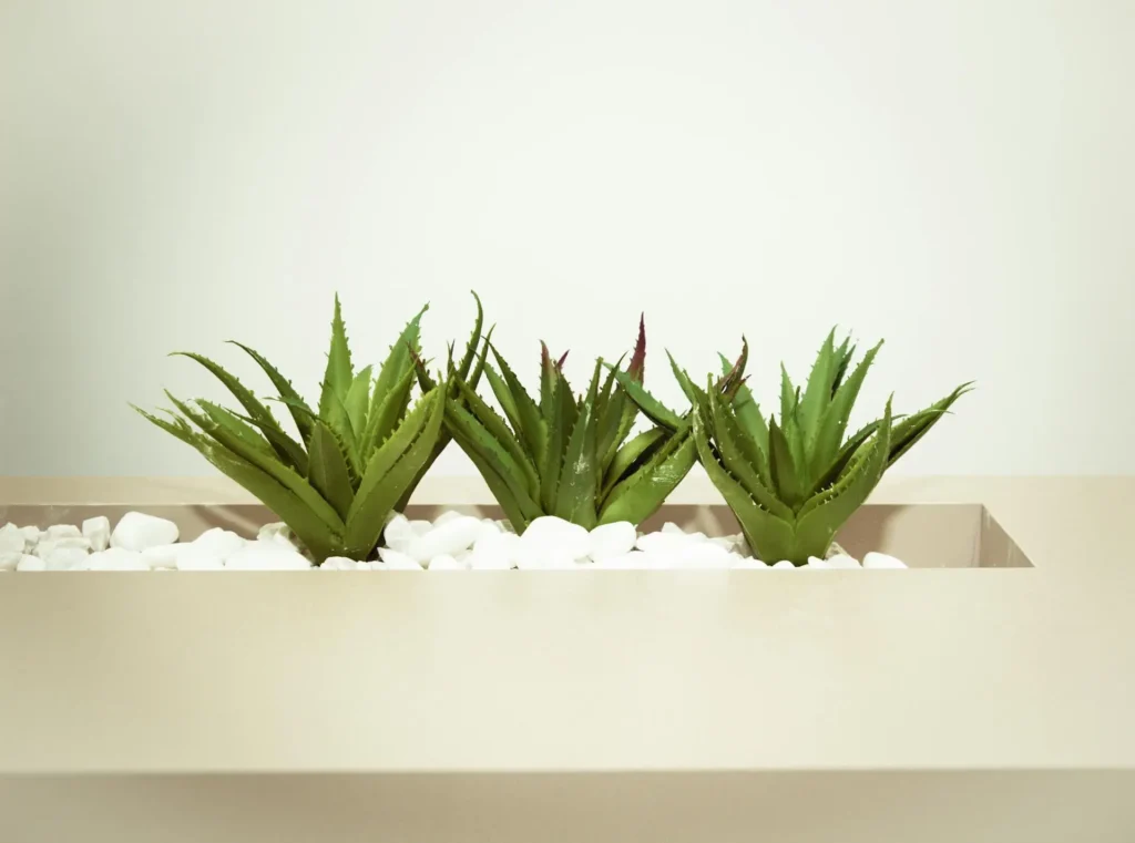 3 Aloe Vera plants in bedroom shelf