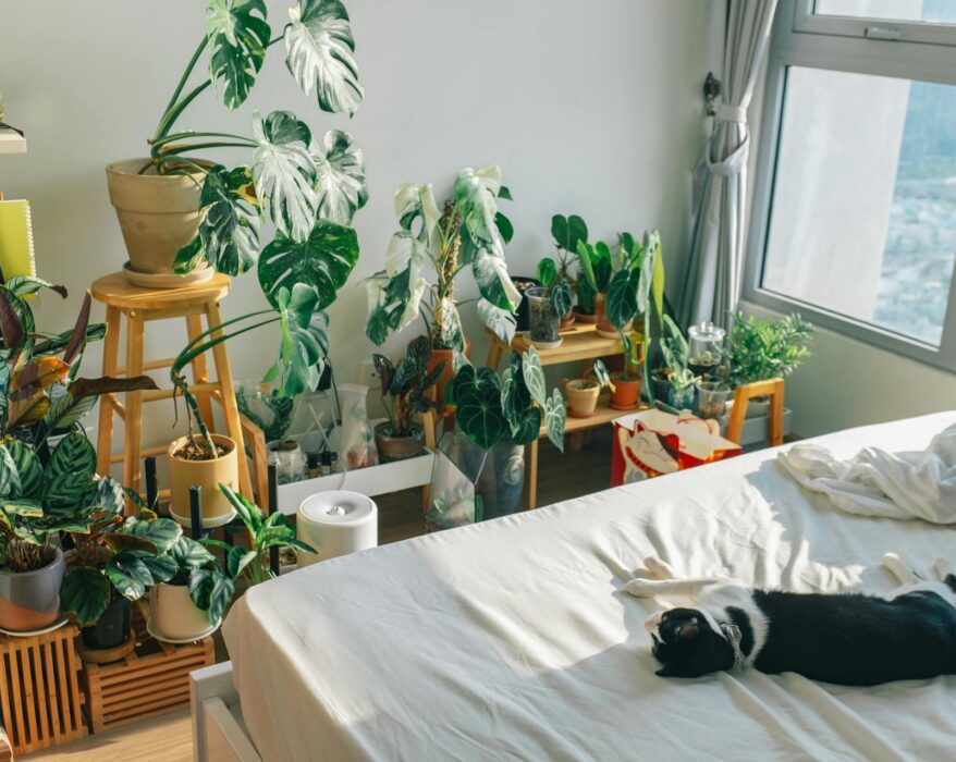 A tabby cat curled up asleep on a comfy bed in a room with various houseplants.