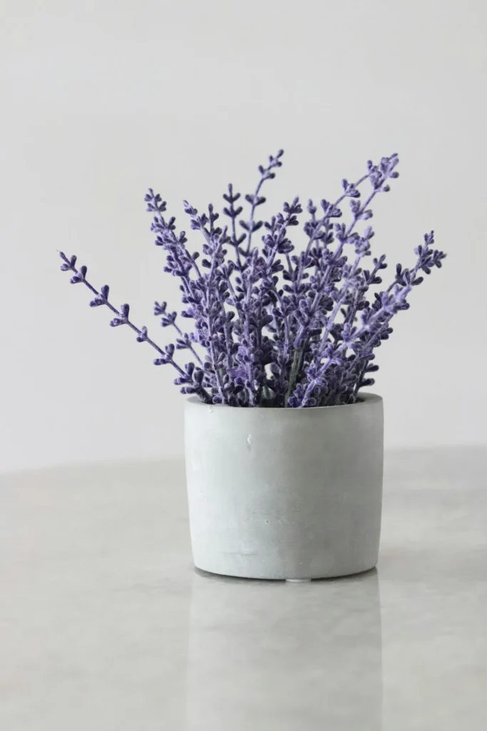 Lavender in sprout pot as it is one of the best houseplants for bedroom