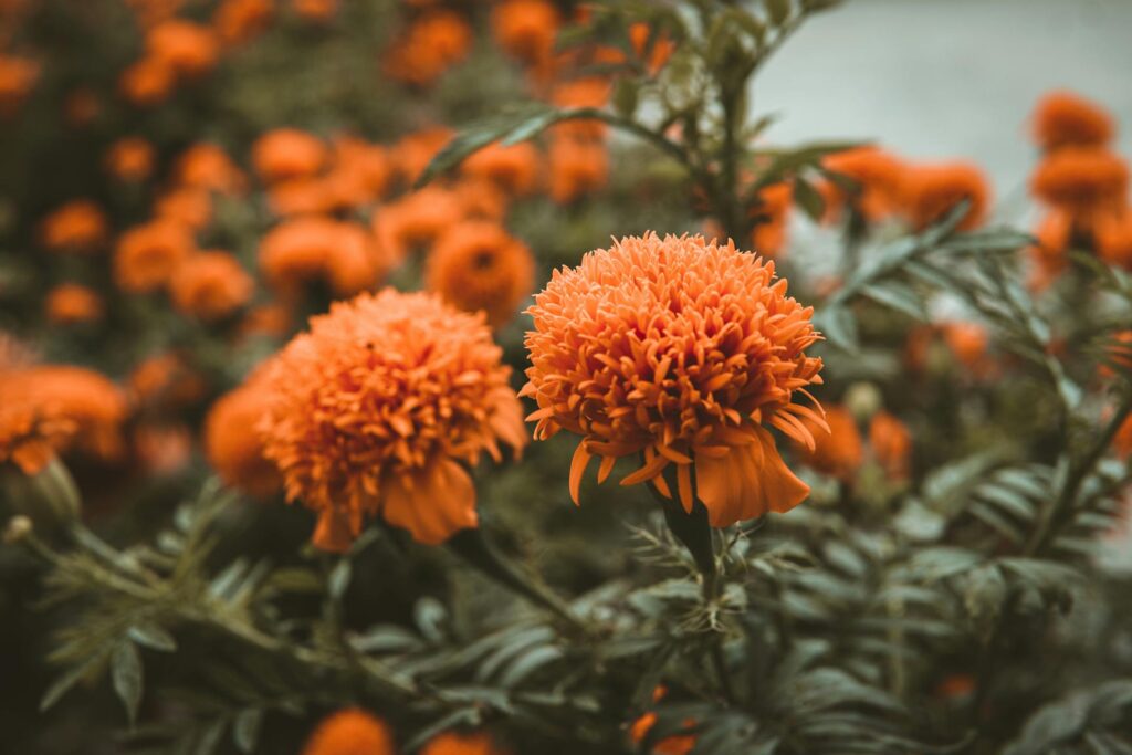 Marigolds flowers