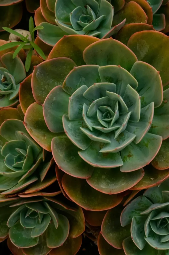 photo of Succulents