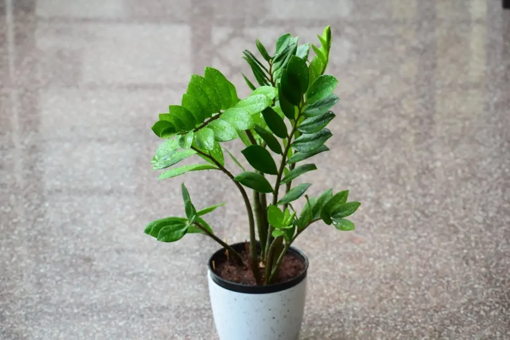  ZZ Plant in a white pot
