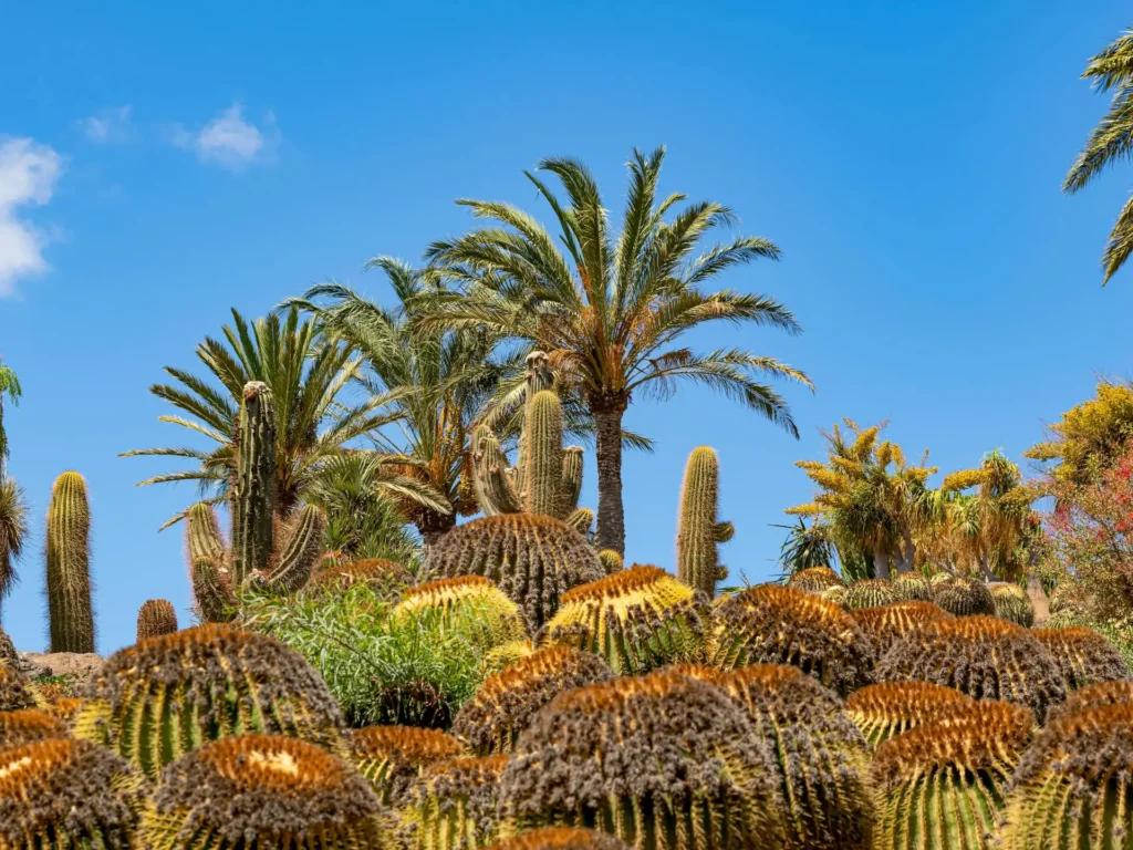Field of cactus plants and palm trees under a clear blue sky.