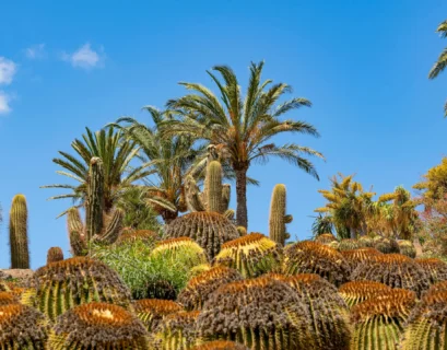 Field of cactus plants and palm trees under a clear blue sky.