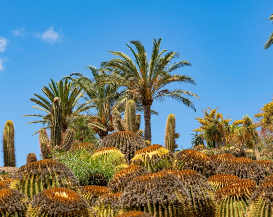 Field of cactus plants and palm trees under a clear blue sky.
