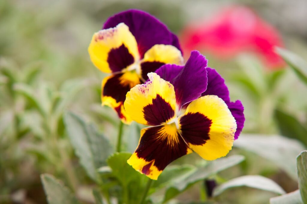 Pansies flowers are one of the 10 best Affordable Flowers