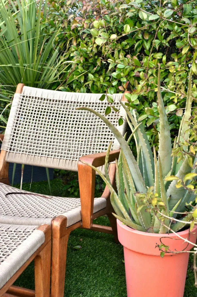 6. Aloe Vera in a garden next to a chair