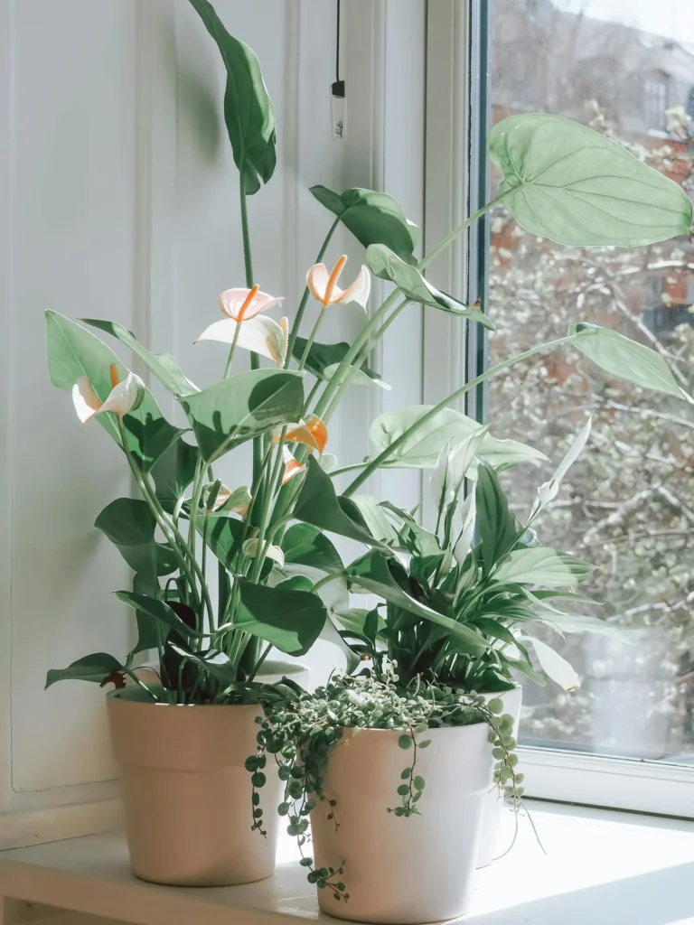 Peace Lily plant  with flowers in bedroom window