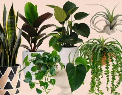 A row of diverse potted houseplants on a wooden table. The plants include a snake plant, a pothos vine, a fern, and a flowering cactus.
