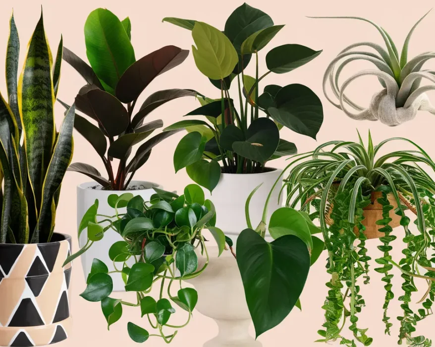 A row of diverse potted houseplants on a wooden table. The plants include a snake plant, a pothos vine, a fern, and a flowering cactus.