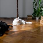 Three cats of different breeds laying on a hardwood floor in a living room.