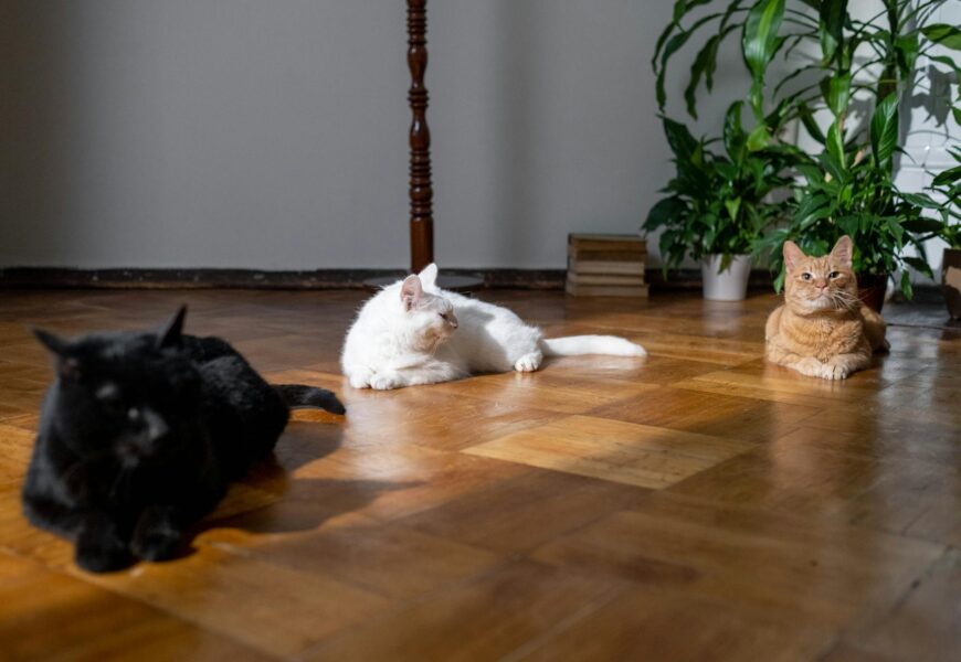Three cats of different breeds laying on a hardwood floor in a living room.
