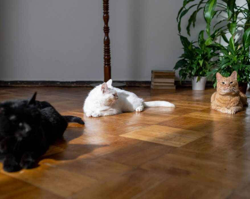 Three cats of different breeds laying on a hardwood floor in a living room.