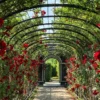 A red rose vine climbing on a metal trellis with a square grid design in a garden.