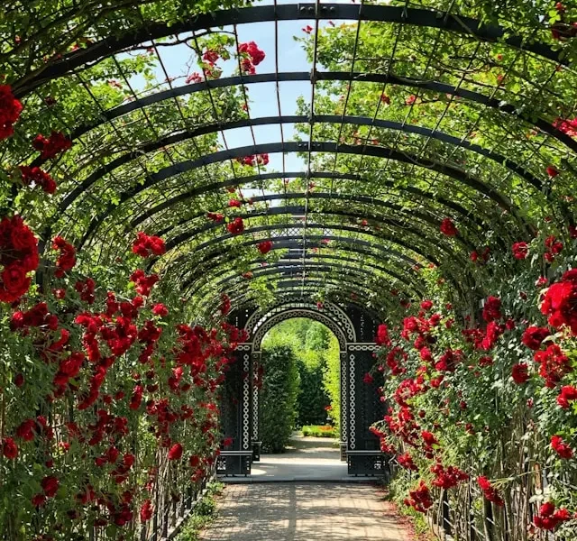 A red rose vine climbing on a metal trellis with a square grid design in a garden.